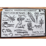 aquatic_macroinvertebrates_front