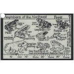 id_card_amphibians_front_806341480