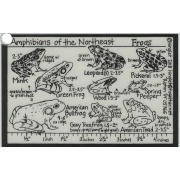 id_card_amphibians_front_806341480