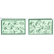 ID card Common Ferns of the Northeast