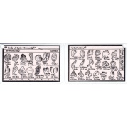 ID card Shells of Eastern Beaches