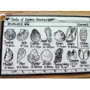 shells_of_eastern_beaches_front_side